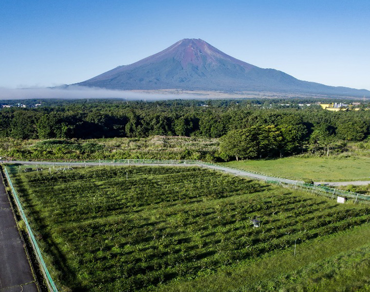 富士山を眺めながらのんびり過ごせる